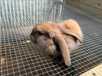 Franse Hangoren, Dieren en Toebehoren, Konijnen