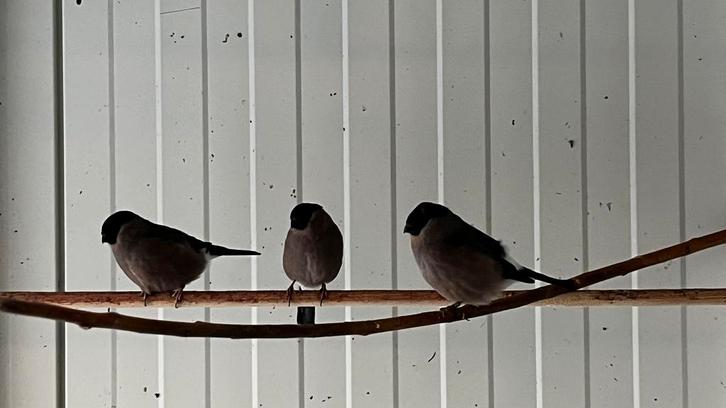 Noorse goudvink pop, Dieren en Toebehoren, Vogels | Overige Vogels, Wildzangvogel, Vrouwelijk, Geringd