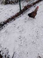 Jongen luikse koekoek haan, Juillet, Mâle