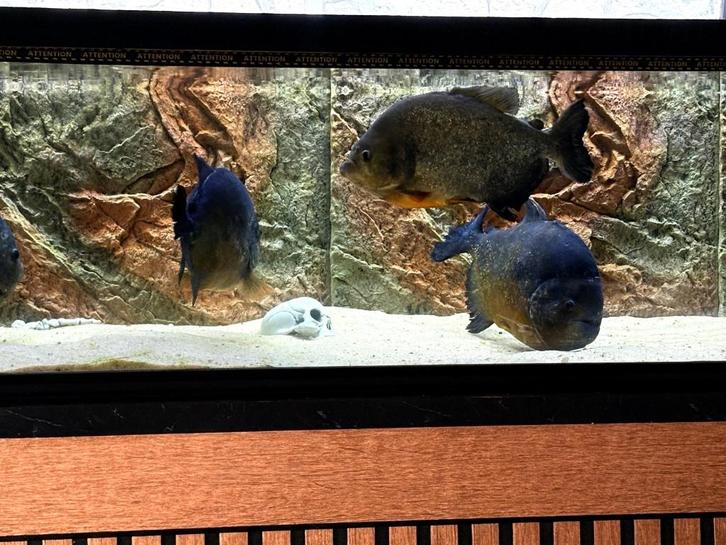 Pygocentrus piraya /caribe ( échange possible), Dieren en Toebehoren, Vissen | Aquariumvissen, Zoetwatervis, Vis, Schoolvis