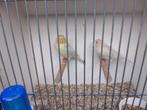 Geel Isabel Mozaïek kanarie vijf koppels en twee mannen, Dieren en Toebehoren, Vogels | Kanaries, Meerdere dieren, Kleurkanarie