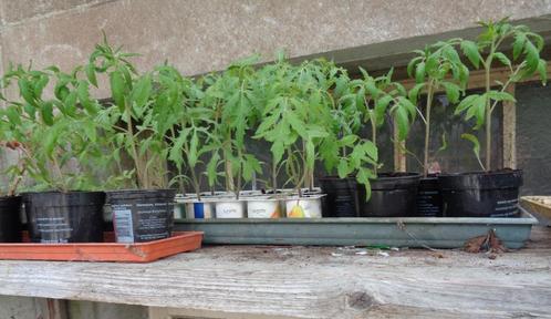 les derniers plants de tomates et autres, Jardin & Terrasse, Plantes | Jardin, Enlèvement