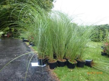 Miscanthus - graminées pour haie beschikbaar voor biedingen
