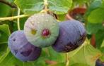 Figuier, Jardin & Terrasse, Plantes | Arbres fruitiers, Enlèvement ou Envoi, Figuier