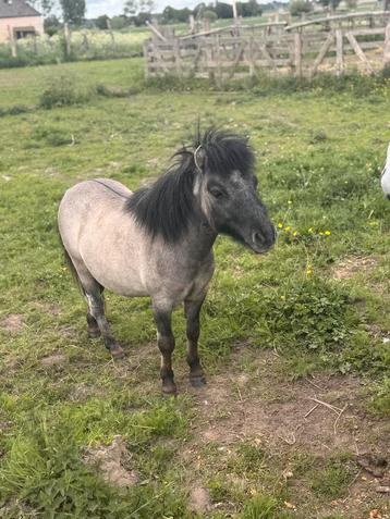 Mini paardje, Dieren en Toebehoren, Hengst, Gechipt, 0 tot 2 jaar