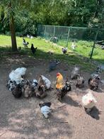 Brahma toom, Meerdere dieren, Kip