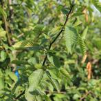 Carpinus betulus 180/200 met kluit, 100 à 250 cm, Haie de hêtre, Enlèvement, Haie