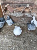 Texan Pioneer Duiven, Dieren en Toebehoren, Pluimvee