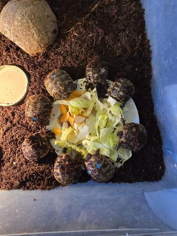 Jonge Griekse landschildpadden van 2024 beschikbaar voor biedingen