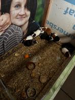 Cavia beren, Dieren en Toebehoren, Knaagdieren, Cavia, Mannelijk, December, Tam