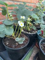 Grote aardbeienplanten in pot – met bloemen! Slechts €5, Tuin en Terras, Planten | Tuinplanten, Ophalen of Verzenden