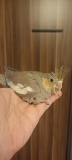 Calopsitte bébés 1 mois, Dieren en Toebehoren, Vogels | Parkieten en Papegaaien