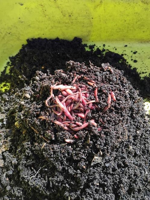 Wormencompost ( tijgerwormen), Tuin en Terras, Aarde en Mest, Compost, Ophalen of Verzenden
