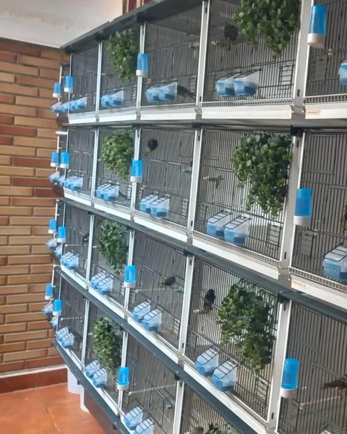 Feeder "Lucia" BLAUW met verwijderbare Lade - Moldes Ave, Dieren en Toebehoren, Vogels | Hokken en Kooien, Nieuw, Ophalen of Verzenden
