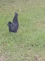 Ayam cemani mooie haan 1 jaar, Dieren en Toebehoren, Mannelijk, Kip