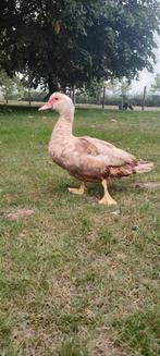 Siereenden te koop, Dieren en Toebehoren, Pluimvee