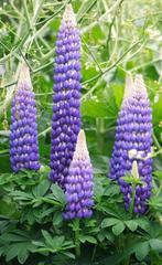 10 zaden blauwe lupines, Verzenden, Zaad