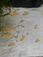 Labidochromis caeruleus gele labido, Dieren en Toebehoren, Vis, Zoetwatervis
