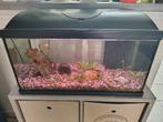 Aquarium met binnenfilter, Ophalen, Zo goed als nieuw