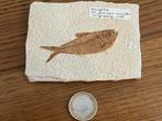 Fossile de poisson Diplomystus, Ophalen of Verzenden