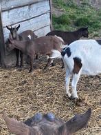Bruine melkgeit met kits, Dieren en Toebehoren, Schapen, Geiten en Varkens, Geit, 3 tot 5 jaar