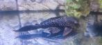 2 plecos, Dieren en Toebehoren, Vissen | Aquariumvissen