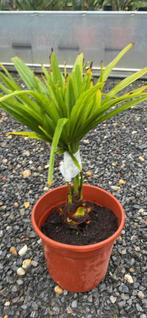 Palmboom Trachycarpus fortunei, Enlèvement ou Envoi