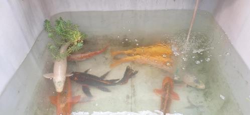 koi karpers, Dieren en Toebehoren, Vissen | Vijvervissen