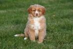 Nova Scotia Duck Tolling Retriever pups te koop, België, CDV (hondenziekte), 8 tot 15 weken, Meerdere