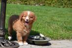 Nova duck scotia tolling retriever pups of toller, België, Overige rassen, 8 tot 15 weken, Meerdere