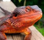 Pogona.