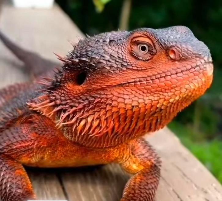 Pogona., Dieren en Toebehoren, Reptielen en Amfibieën