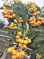 Japanse mispel/loquat bompjes (Winterhard), Ophalen of Verzenden