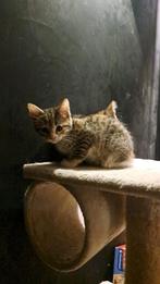 Kittens, Dieren en Toebehoren, Poes