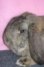 Duitse hangoor: voedster, Femelle, Taille moyenne, Oreilles tombantes