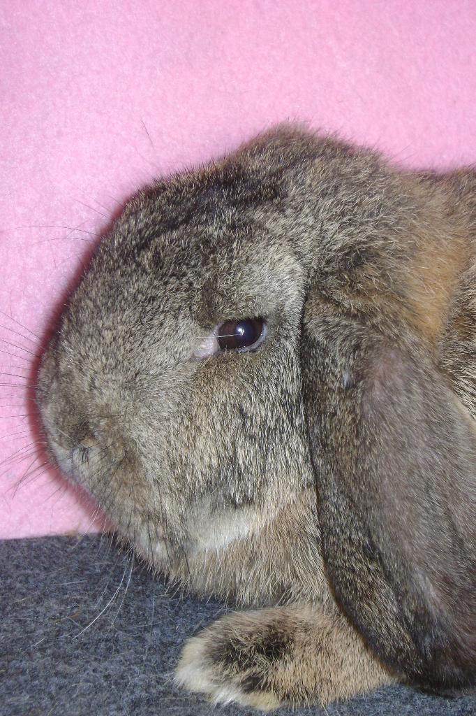 Duitse hangoor: voedster, Animaux & Accessoires, Lapins, Taille moyenne, Femelle, Oreilles tombantes