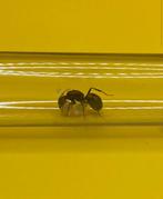 Camponotus Nicobarensis koningin met 1-10 werksters, Dieren en Toebehoren, Insecten en Spinnen, Mieren