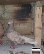 Iranse hoogvlieger duiven, Dieren en Toebehoren