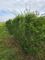 Taxus - Haag, Boom, Tuin en Terras, Ophalen, Taxus, Haag, 100 tot 250 cm