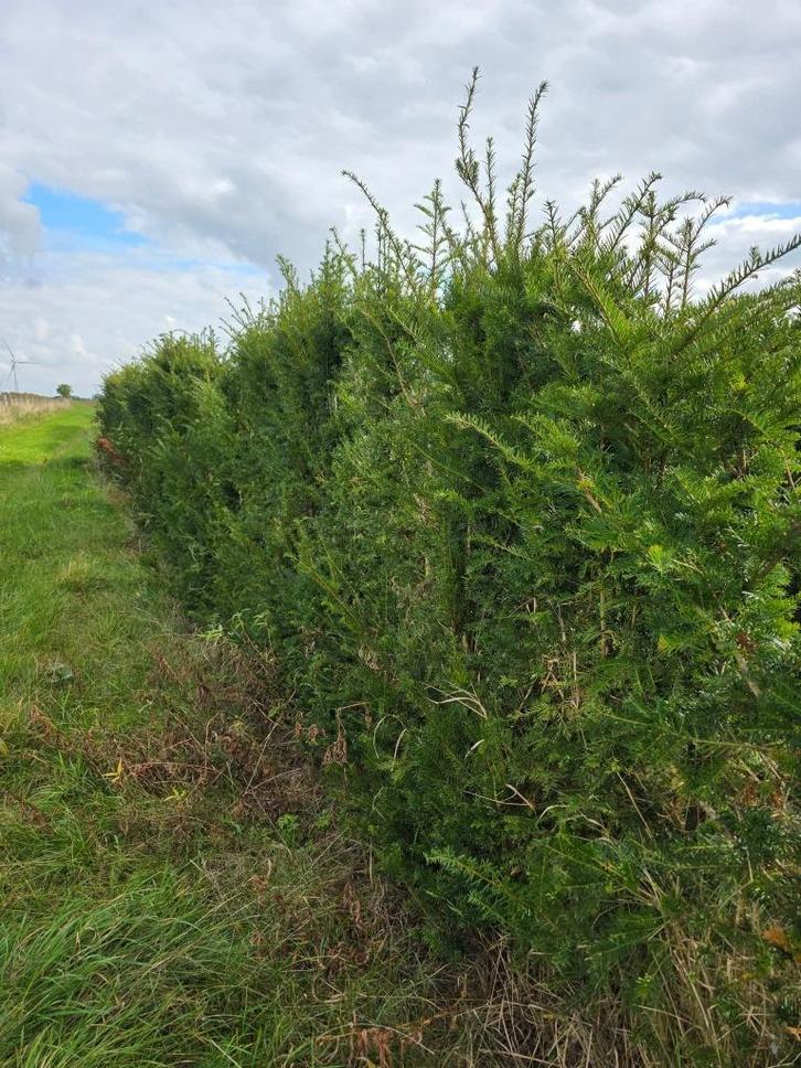 Taxus - Haag, Boom, Tuin en Terras, Planten | Struiken en Hagen, Haag, Taxus, 100 tot 250 cm, Ophalen