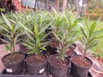 oleander, Zomer, Vaste plant, Overige soorten, Ophalen