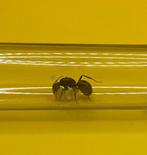Camponotus Nicobarensis koningin met broed, Mieren