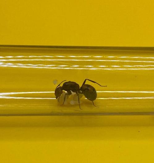 Camponotus Nicobarensis koningin met broed, Dieren en Toebehoren, Insecten en Spinnen, Mieren