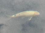 Koi vis, Dieren en Toebehoren, Karper of Koi