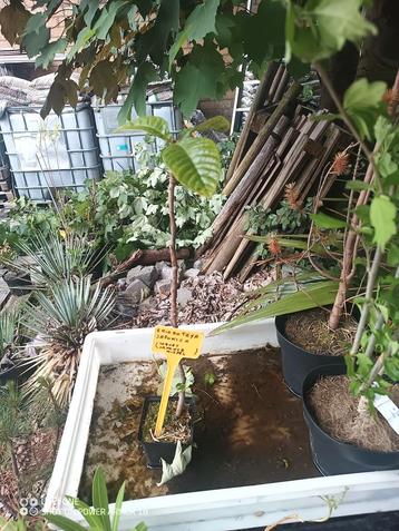 Eriobotrya japonica (Loquat japanse mispel) beschikbaar voor biedingen