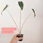 Alocasia zebrina mini, Ophalen