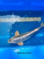Plus de poissons Koi à vendre, Animaux & Accessoires, Poissons | Poissons d'étang, Carpe ou Koï