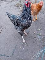 Een mooien mechelse koekoek haan, Dieren en Toebehoren, Pluimvee