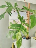 Philodendron Florida Ghost XXL bladstek, Maison & Meubles, Plantes d'intérieur, Enlèvement ou Envoi