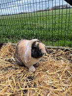 konijnen, Dieren en Toebehoren, Konijnen, Mannelijk, Middelgroot, 0 tot 2 jaar